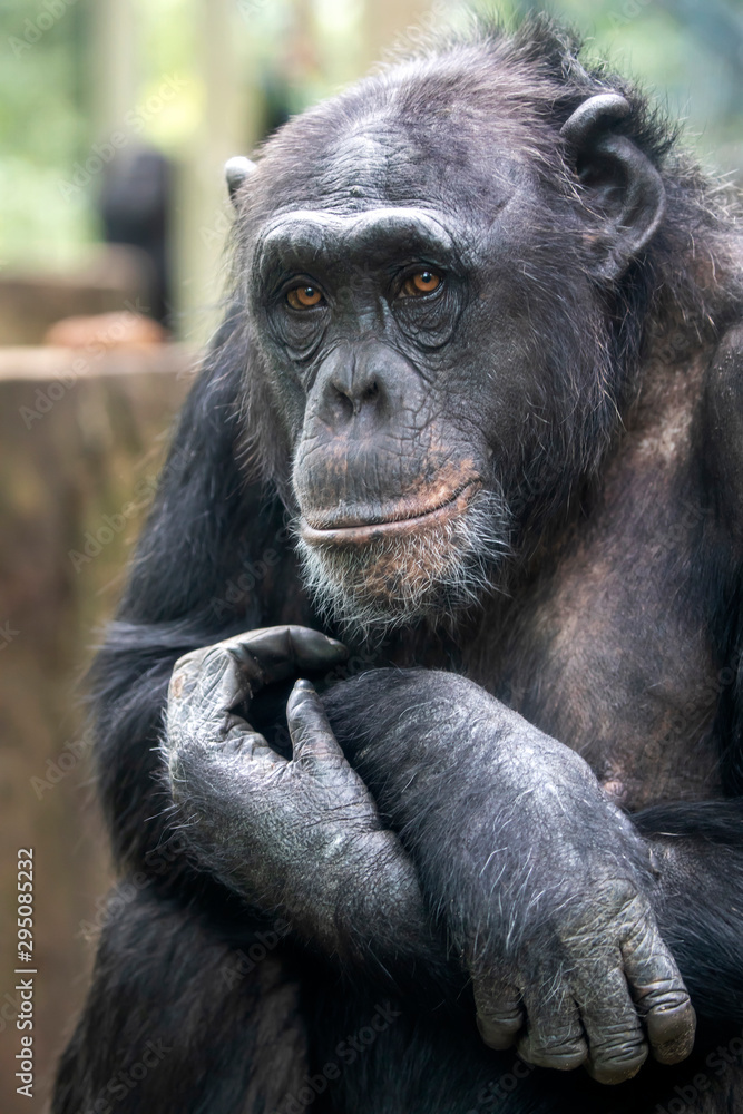 A Chimpanzee animal close up