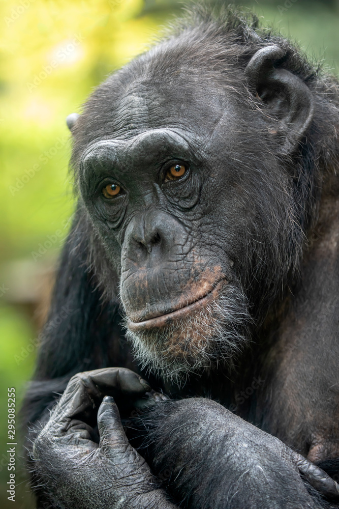 A Chimpanzee animal close up A Chimpanzee animal close up