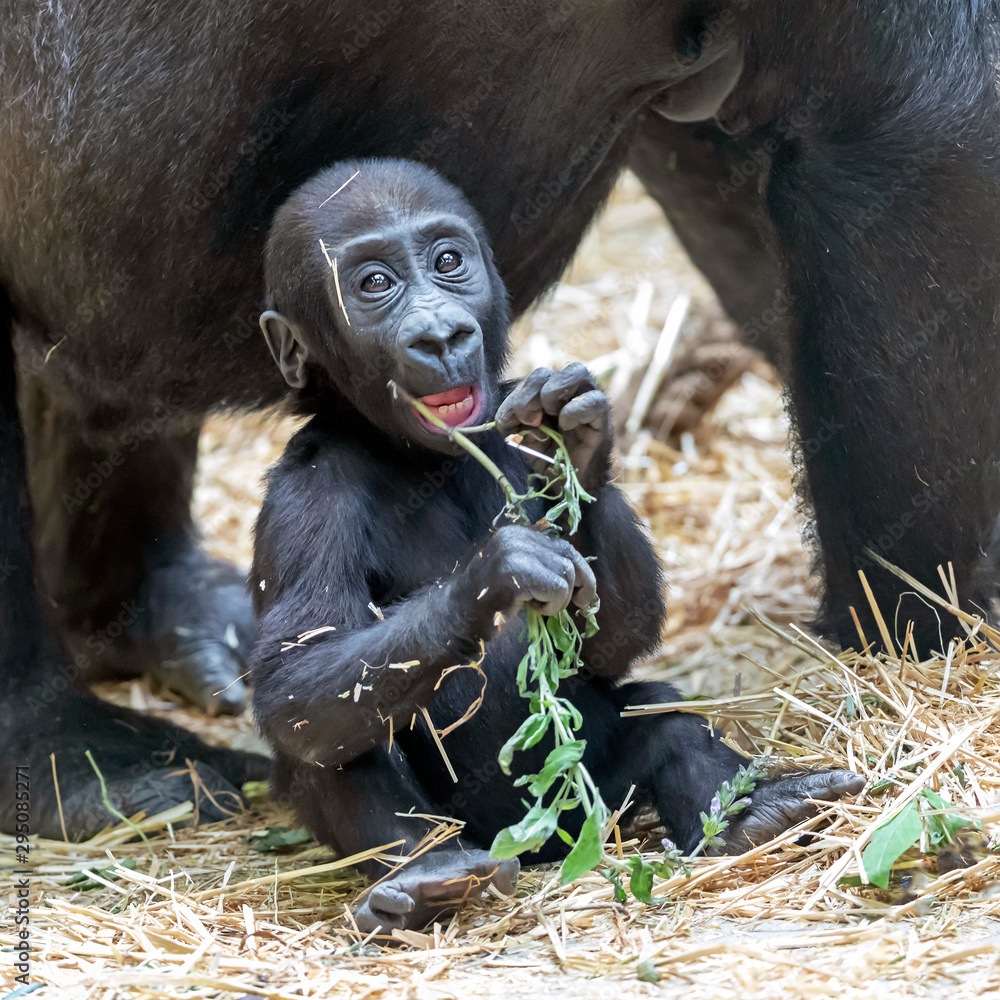 Cute Baby Gorillas