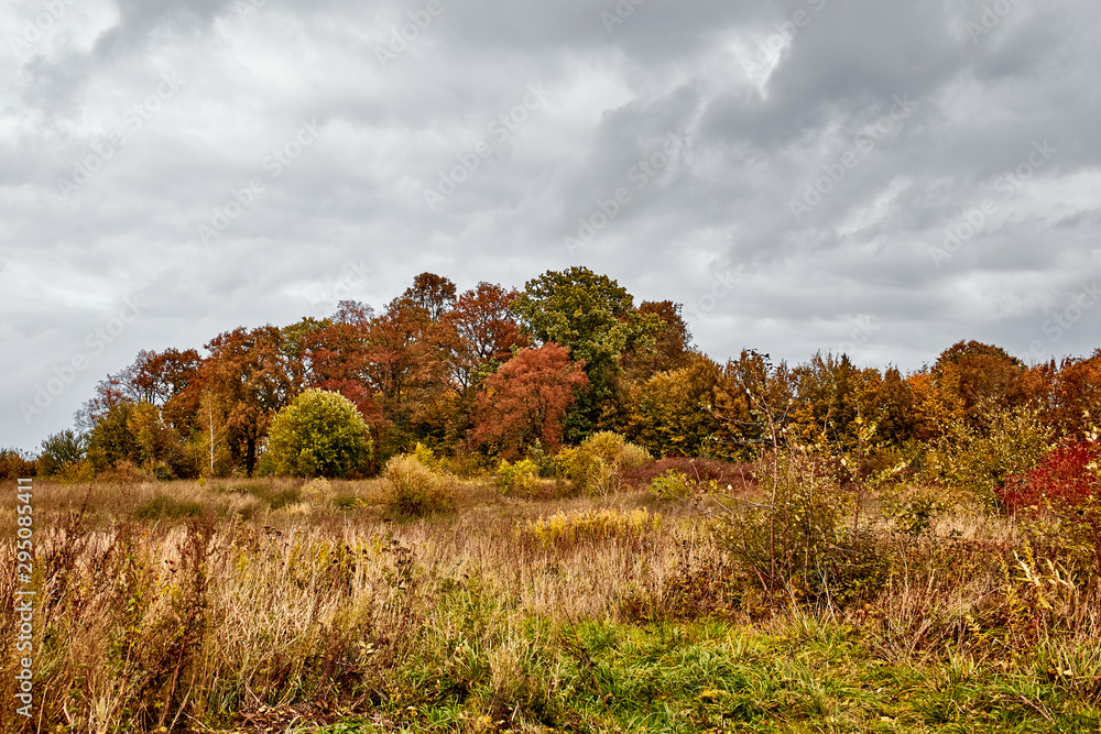 Fototapeta premium Autumn landscape with orange field and trees