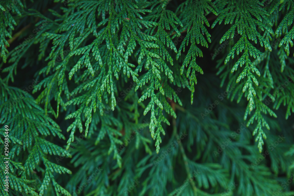 Thuja occidentalis or arborvitae tree green foliage close up