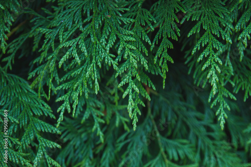 Thuja occidentalis or arborvitae tree green foliage close up photo