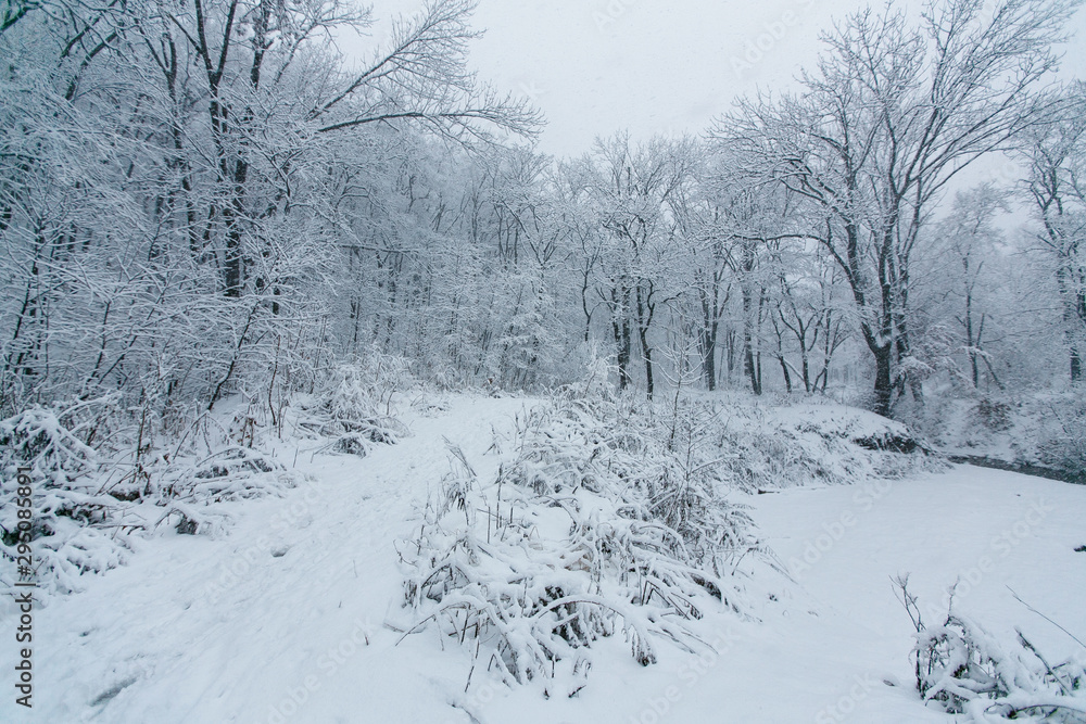 Obraz premium Beautiful landscape. Winter forest covered in snow.