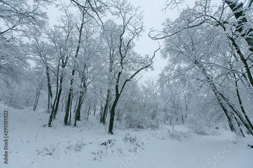 Beautiful landscape. Winter forest covered in snow.