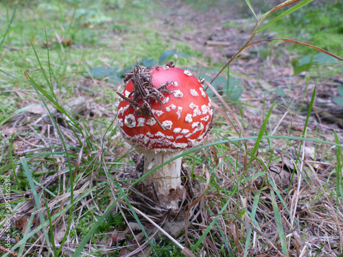 Roter Fliegenpilz