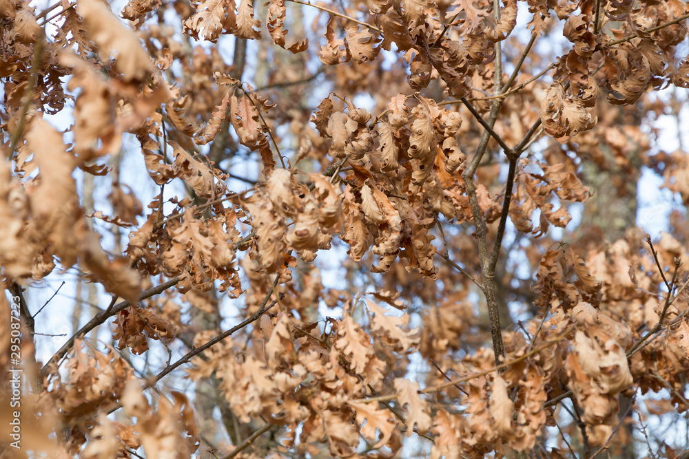 Fototapeta premium Dry oak Leaves in Winter 