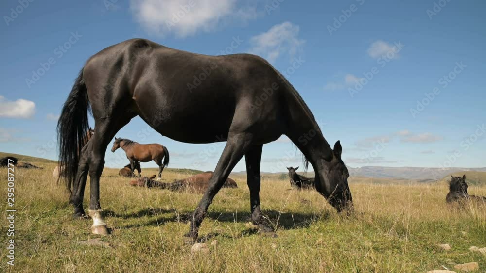 A black domestic horse grazes in a mountain meadow on a sunny autumn day. Farm Equestrian Concept A black domestic horse grazes in a mountain meadow on a sunny autumn day. Farm Equestrian Concept