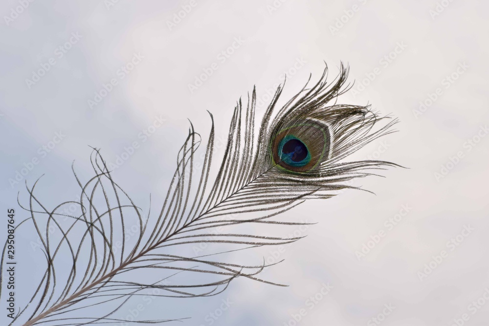 Obraz premium peacock feather