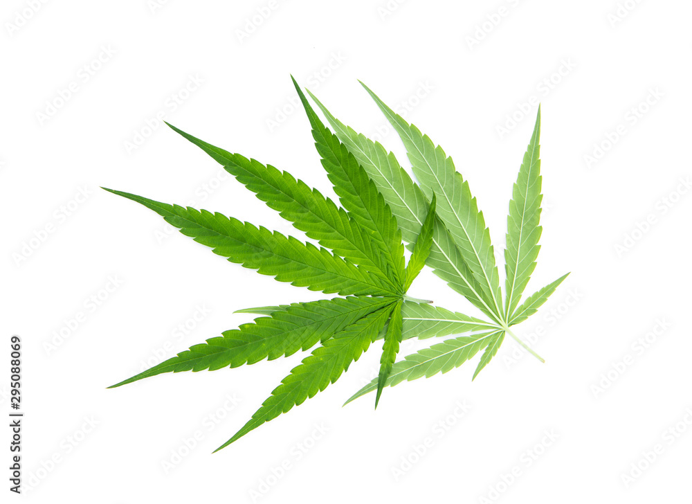 Green cannabis sativa. Marijuana leaf front and back overlapping isolated on white background. Green cannabis sativa. Marijuana leaf front and back overlapping isolated on white background.
