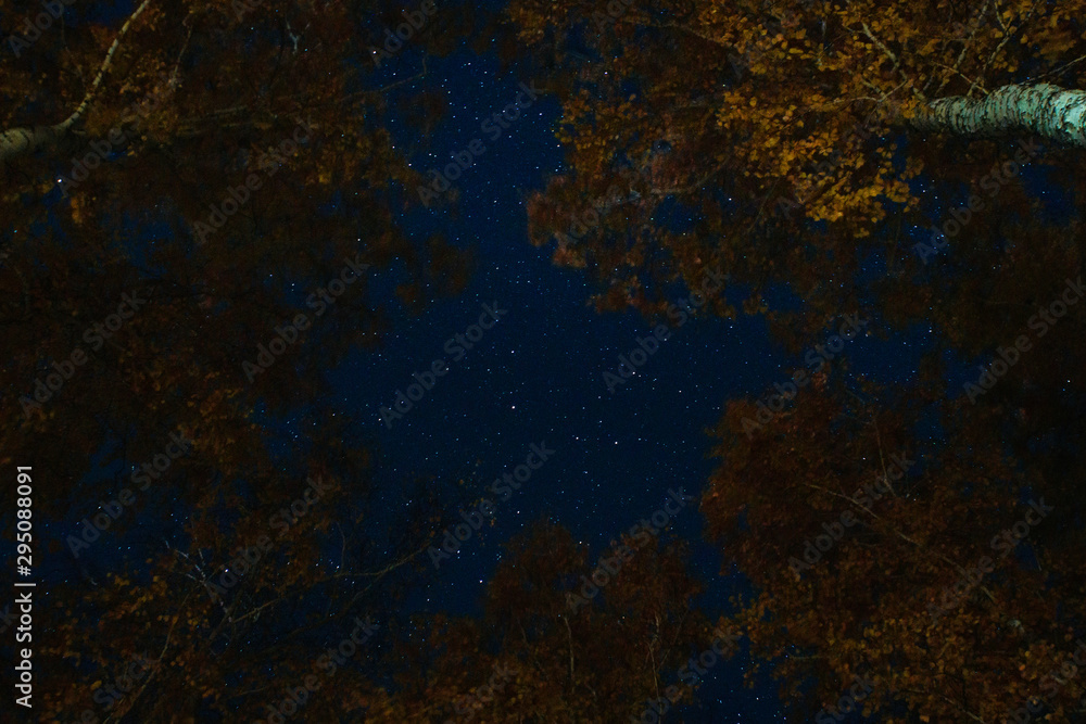 Looking up through the tall trees at the starry night sky Stock Photo ...