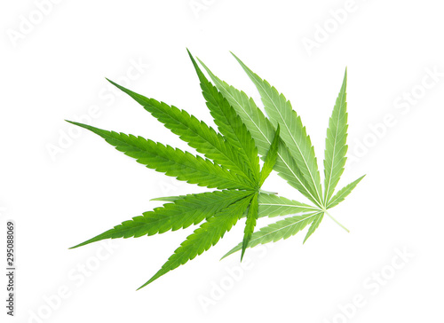 Green cannabis sativa. Marijuana leaf front and back overlapping isolated on white background.