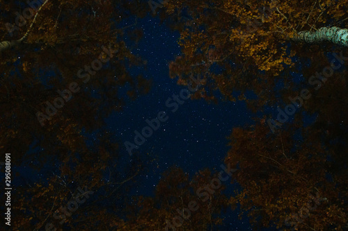 Looking up through the tall trees at the starry night sky
