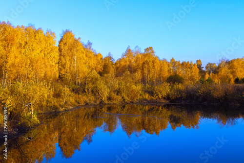 Forest forest lake in the forest near the lake. Pine forest near a beautiful lake © Алексей Филатов