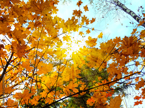 autumn background forest with maple trees and sunny beams