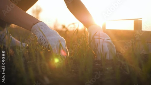 Farmer woman, wearing work gloves, filled with freshly dug land to plant vegetables. Farmer working in field. Hands planting a seedling. Work in the vegetable garden.