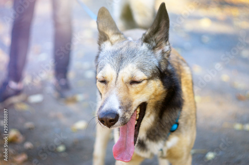 funny dog opened his mouth close up