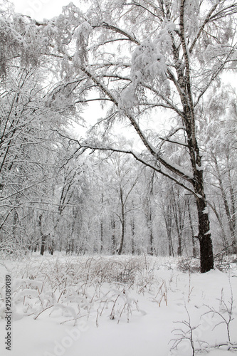 Snowy gray winter day forest landscape. Snow covered tree and cold weather concept.