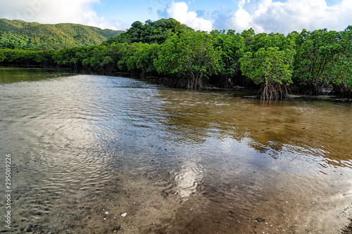 MANGROVE