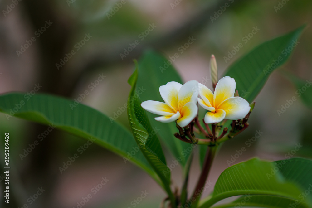 Plumeria flower blooming on tree, White yellow frangible tropical spa flower. Plumeria flower blooming on tree, White yellow frangible tropical spa flower.