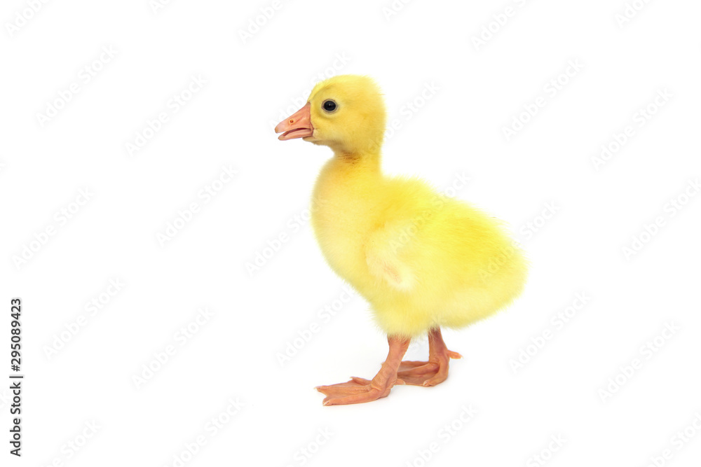 yellow gosling that is chinese white goose baby isolated on white background. yellow gosling that is chinese white goose baby isolated on white background.