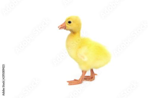 yellow gosling that is chinese white goose baby isolated on white background.
