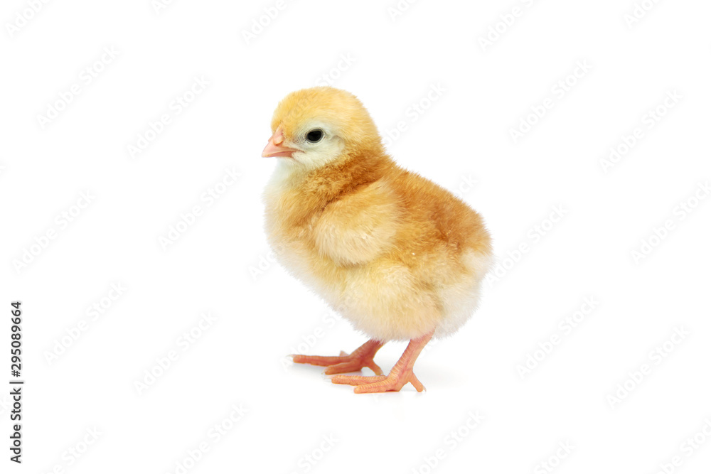 Fototapeta premium Chick cute little eggs chicken isolated on white background.