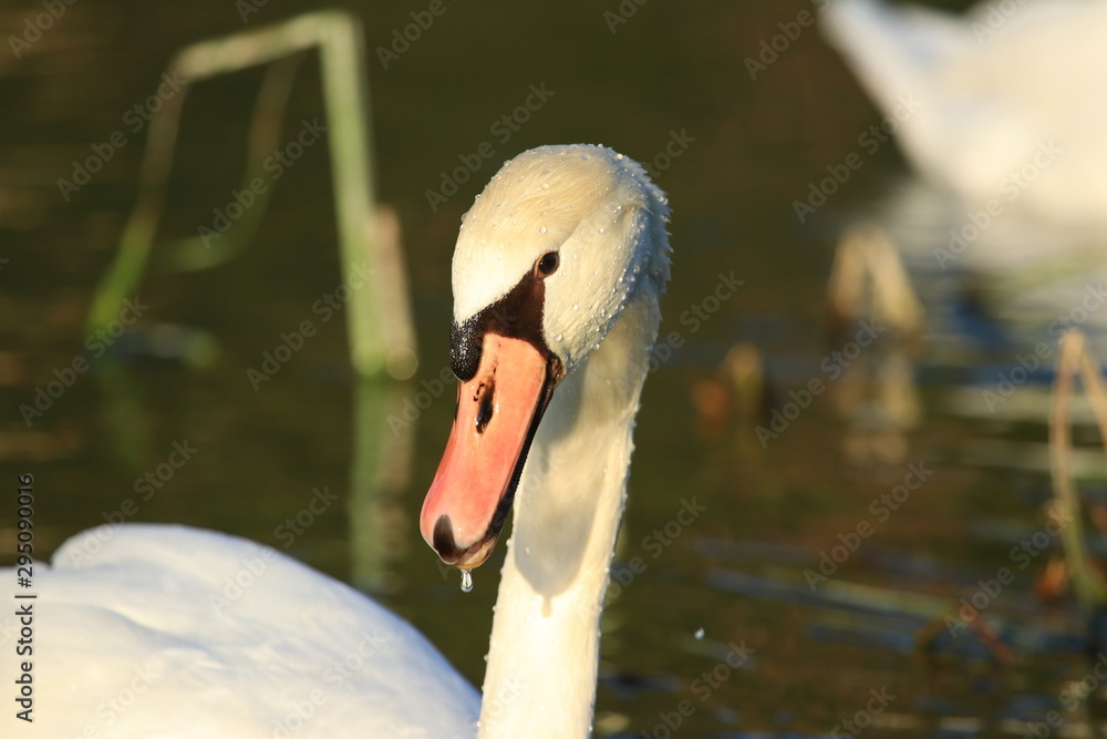 Obraz premium Mute swan on the river in beautiful sunlight