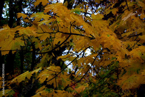 maple leaves in autumn