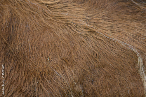 Fotografie Fur of a Scottish Highlander