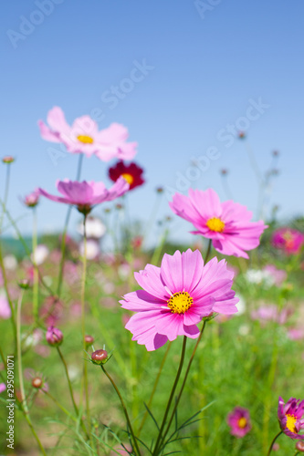 コスモスの花畑 © naomer