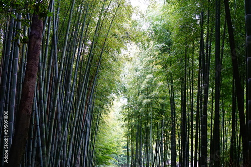 嵐山 竹林の道