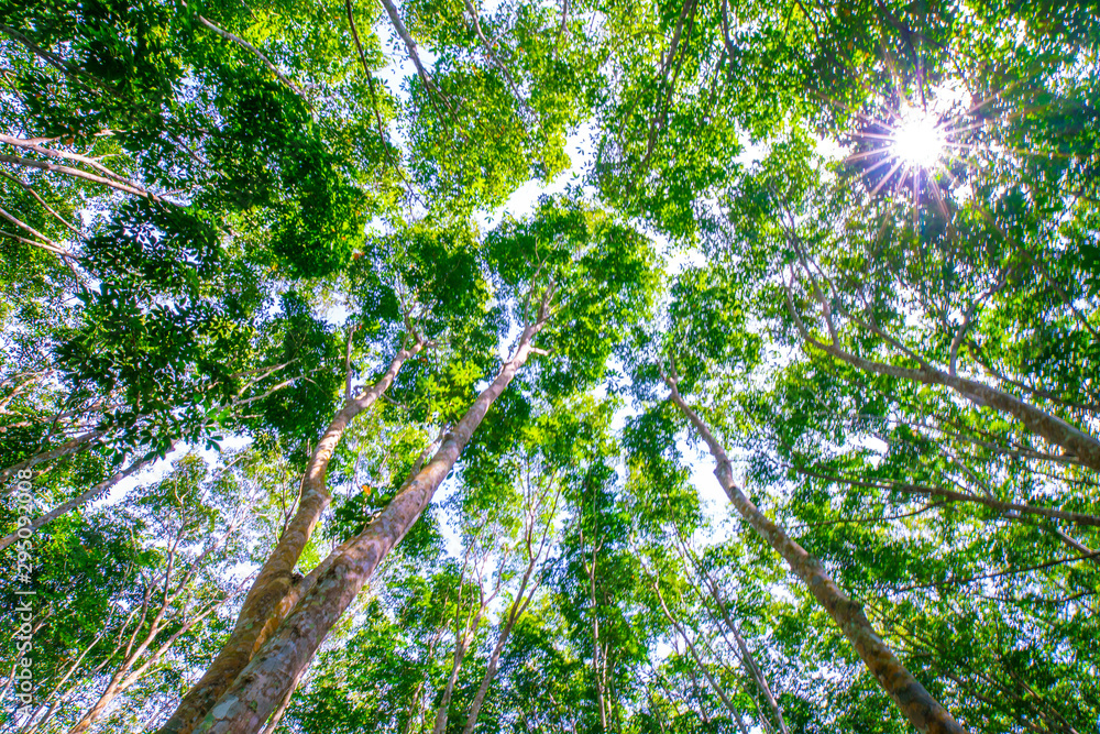 Fototapeta premium Para rubber green tree leaf with sun light