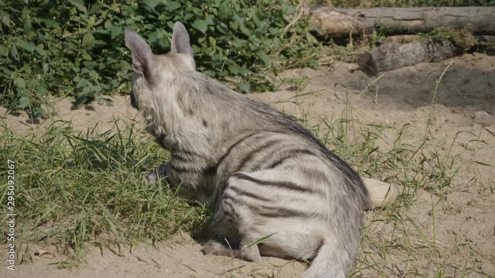 Portrait of a spotted hyena in the shade of trees. Portrait of a spotted hyena in the shade of trees.