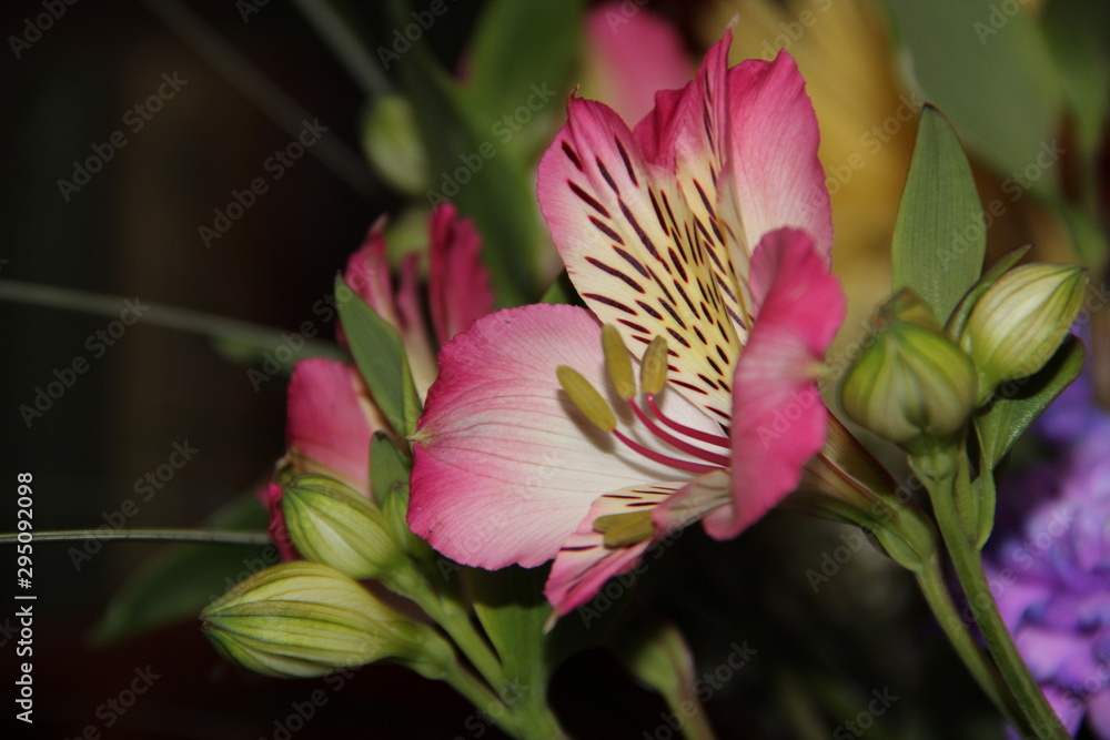 Obraz premium FLOWERS FOR BACKGROUND