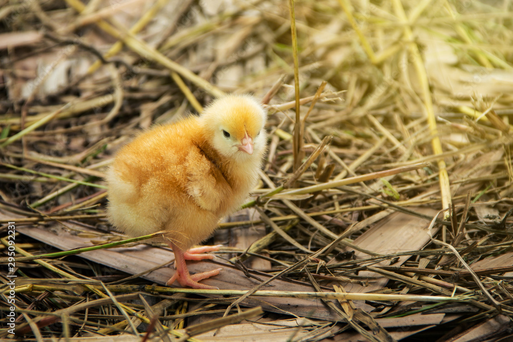 Animal husbandry or livestock for agriculture simple household. Cute two little newborn baby chick orange yellow on grass dry or straw with natural style background.