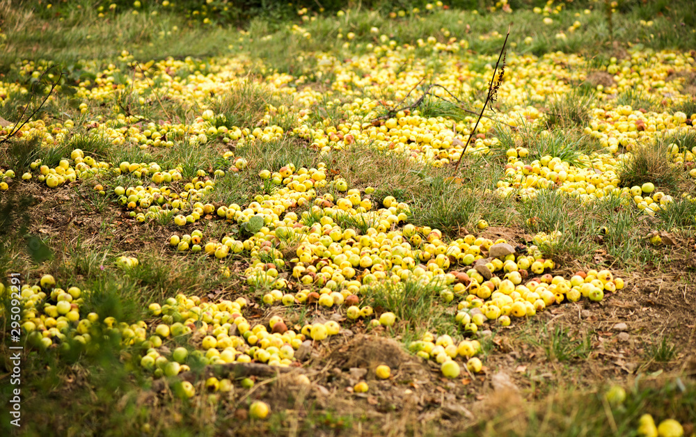Obraz premium Fallen apples. A lot of yellow fallen apples on the grass.