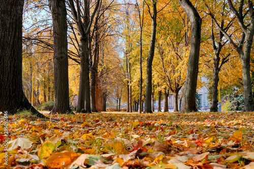 Autumn landscape. City park with maple trees on a sunny autumn day.