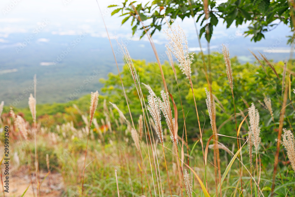 Obraz premium 岩手山登山道のススキ