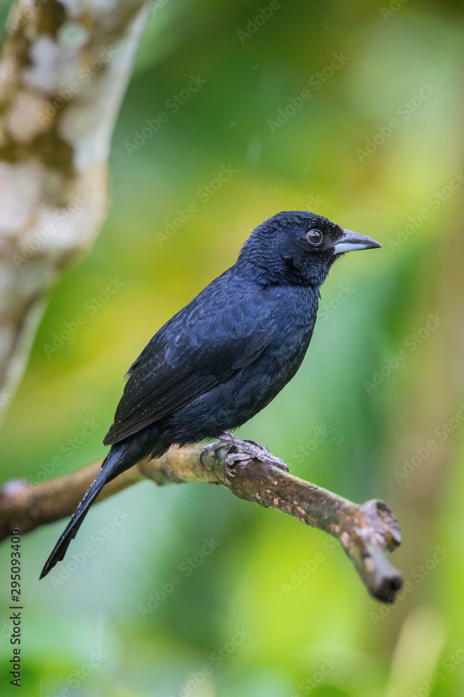 Tachyphonus rufus or White-lined tanager The bird is perched on the branch nice natural environment of wildlife Trinidad and Tobago Tachyphonus rufus or White-lined tanager The bird is perched on the branch nice natural environment of wildlife Trinidad and Tobago