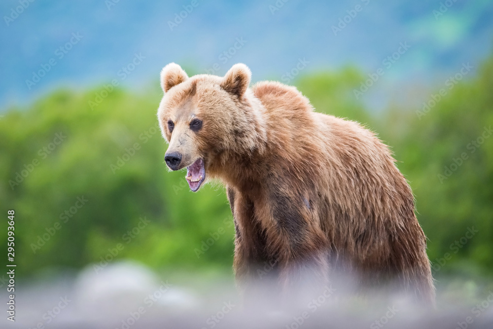 Fototapeta premium The&nbsp;Kamchatka&nbsp;brown&nbsp;bear, Ursus arctos beringianus catches salmons at Kuril Lake in Kamchatka, running in the water, action picture