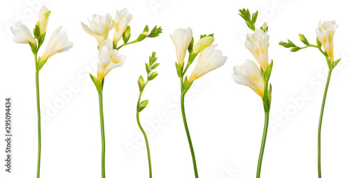 Freesia white flowers set twigs with buds in bloom isolated on white background