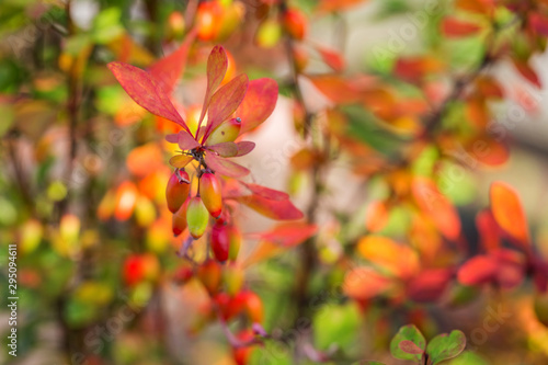 Fresh ripe red berries of barberry on a branch close-up on a multi-colored blurred background of leaves. Colorful autumn natural background