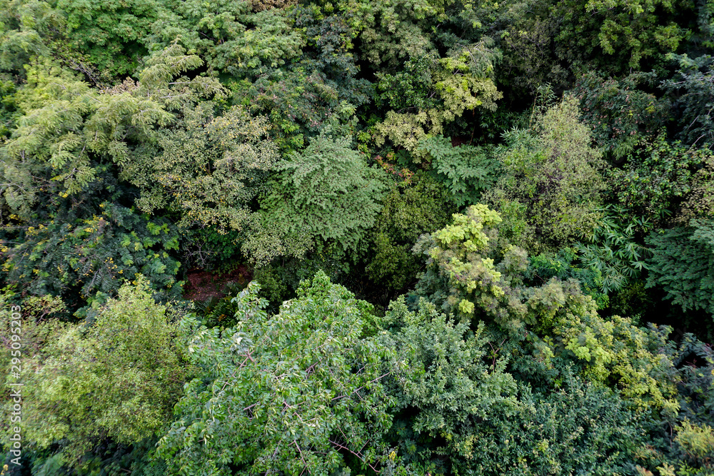Naklejka premium Mixed deciduous forest from a bird's eye view