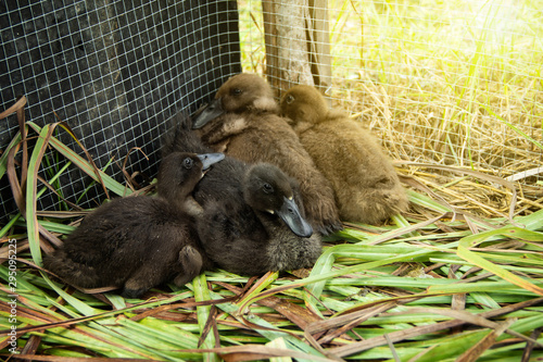 Εκτύπωση καμβά Animal husbandry or livestock for agriculture