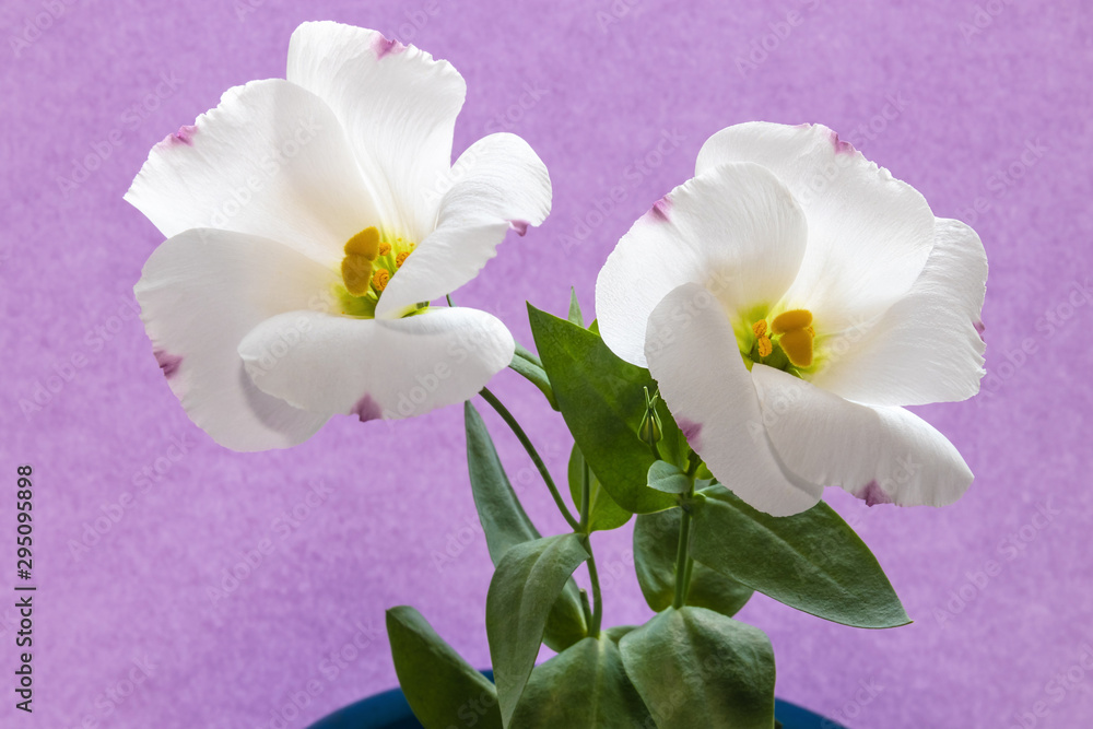 Obraz premium Beautiful white delicate eustoma or lisianthus flowers with pink tips of petals / macro photo of home flowers on a pink background with selective focus