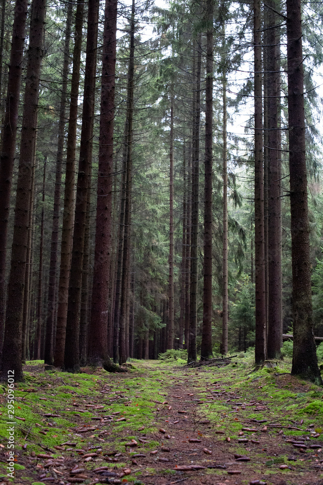 forest path forest path