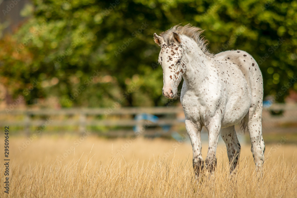 Fototapeta premium Knabstrupper Appaloosa Spotted Pony Foal in Grass Pasture 