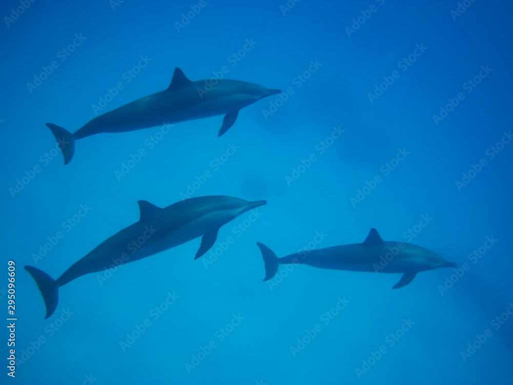 Obraz premium Swimming with dolphins in the wild at Dolphin house Sataya reef