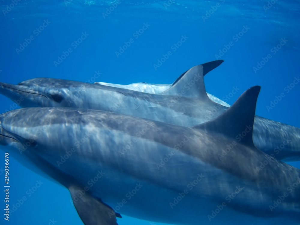 Fototapeta premium Swimming with dolphins in the wild at Dolphin house Sataya reef