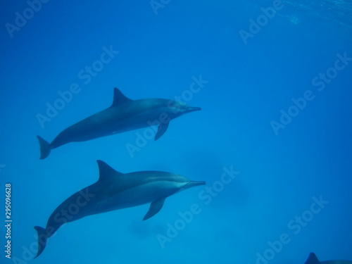Swimming with dolphins in the wild at Dolphin house Sataya reef © Ted91